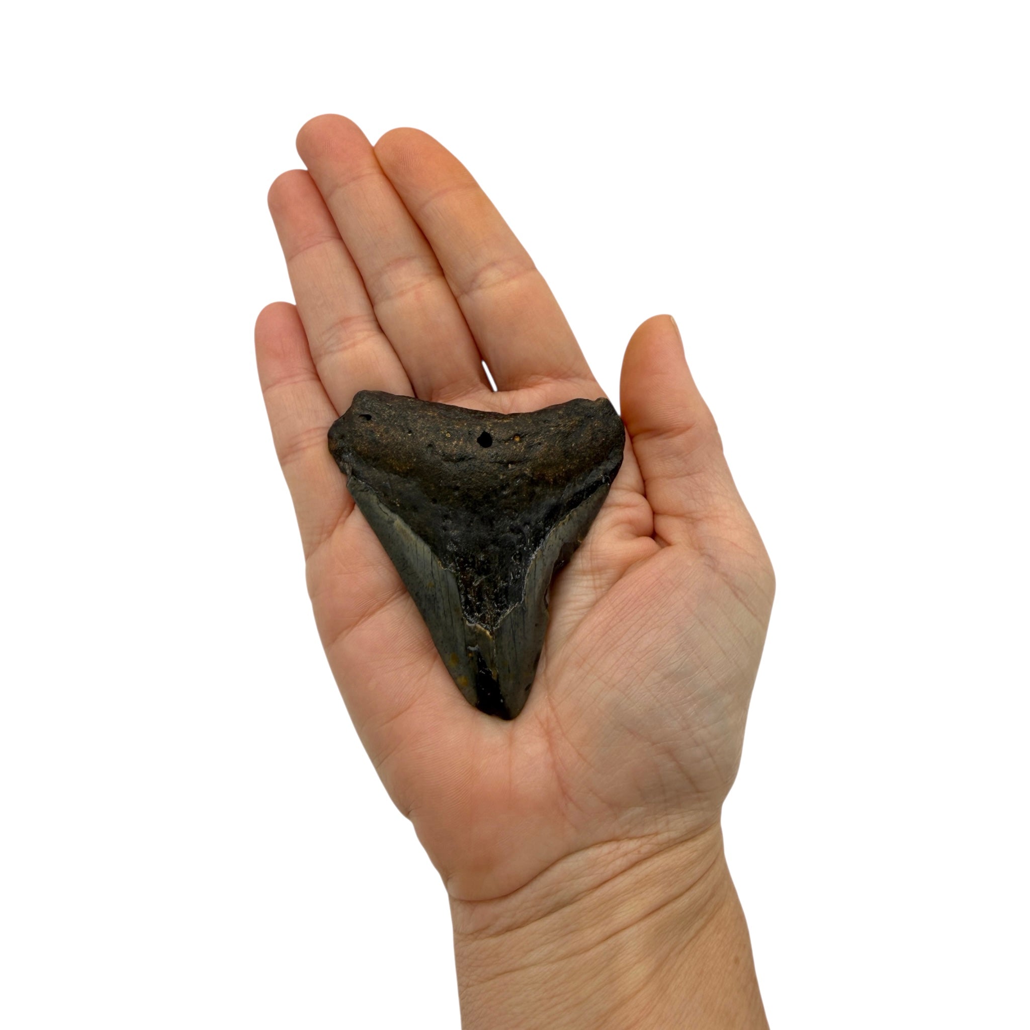 Fossil Shark Tooth (Megalodon Tooth, 2.75")