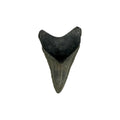 Fossil Shark Tooth (Megalodon Tooth, 2.25")