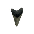 Fossil Shark Tooth (Megalodon Tooth, 2.25")