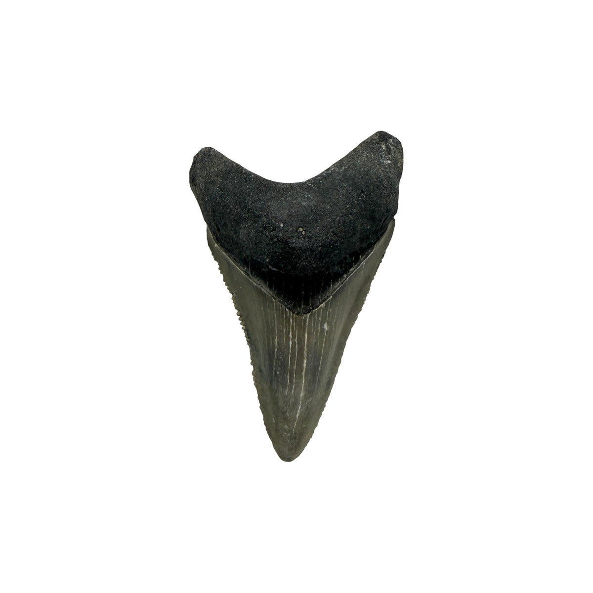 Fossil Shark Tooth (Megalodon Tooth, 2.25")