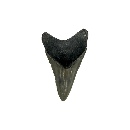 Fossil Shark Tooth (Megalodon Tooth, 2.25")