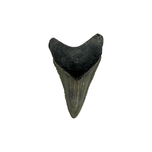 Fossil Shark Tooth (Megalodon Tooth, 2.25")