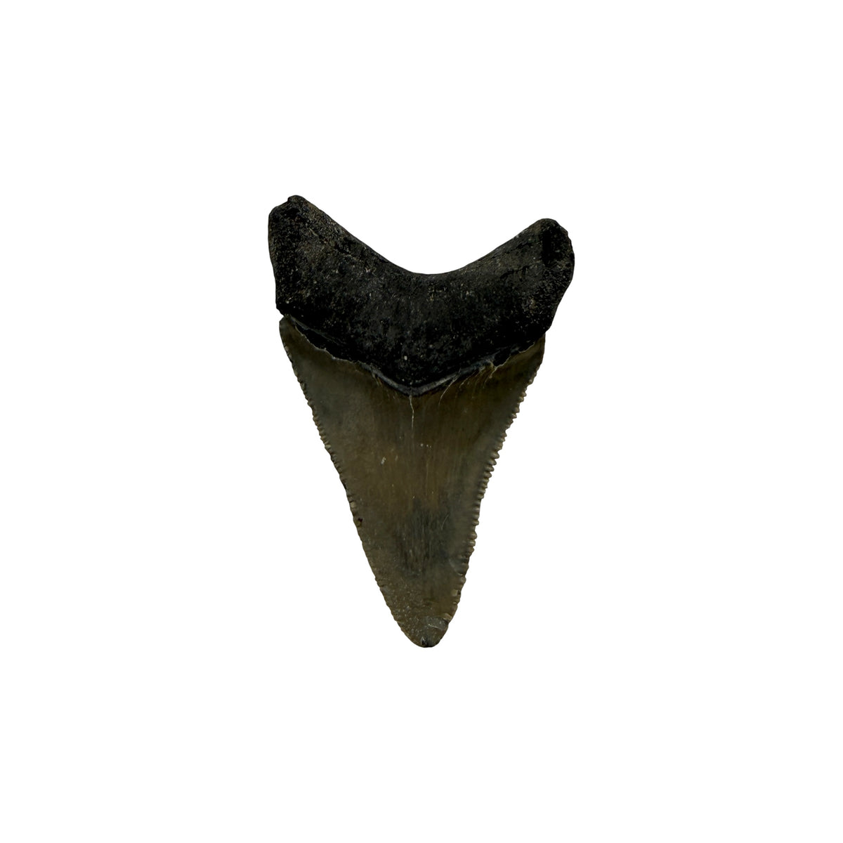 Fossil Shark Tooth (Megalodon Tooth, 2.25")