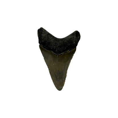 Fossil Shark Tooth (Megalodon Tooth, 2.25")