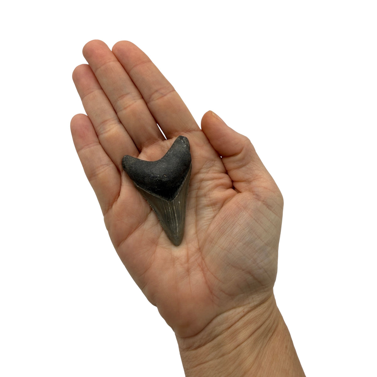 Fossil Shark Tooth (Megalodon Tooth, 2.25")