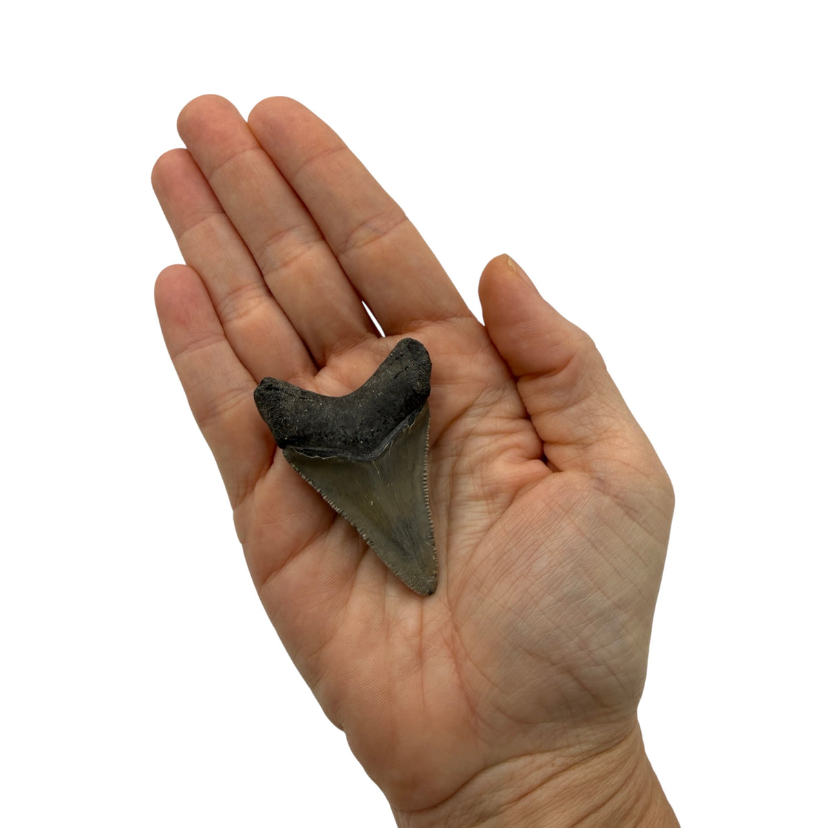 Fossil Shark Tooth (Megalodon Tooth, 2.25")