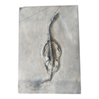 Keichousaurus Fossil