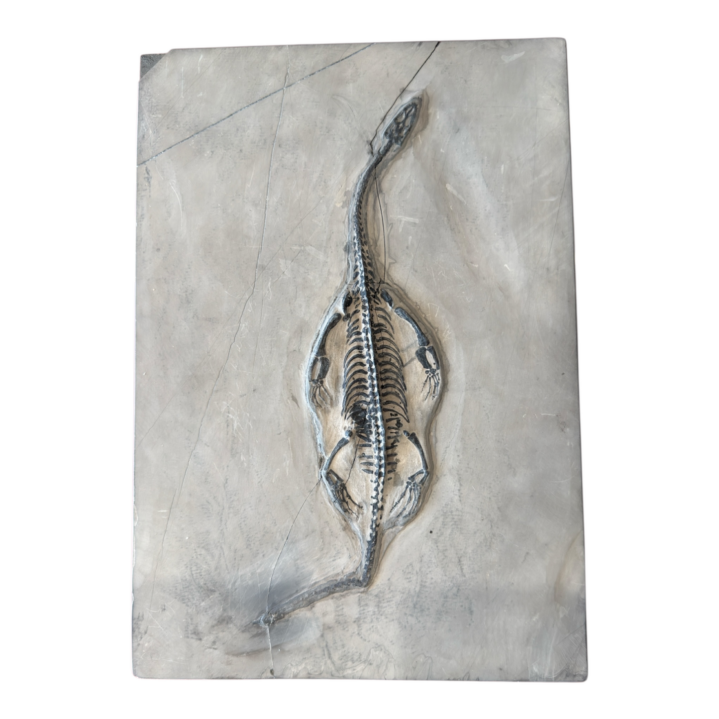 Keichousaurus Fossil