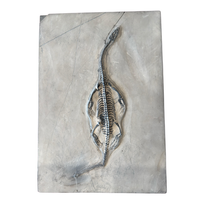 Keichousaurus Fossil
