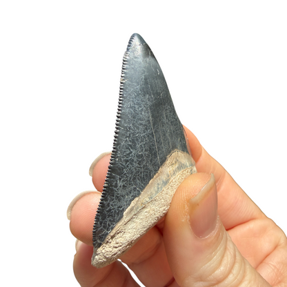 Fossil Shark Tooth (Megalodon Tooth, 2.25")