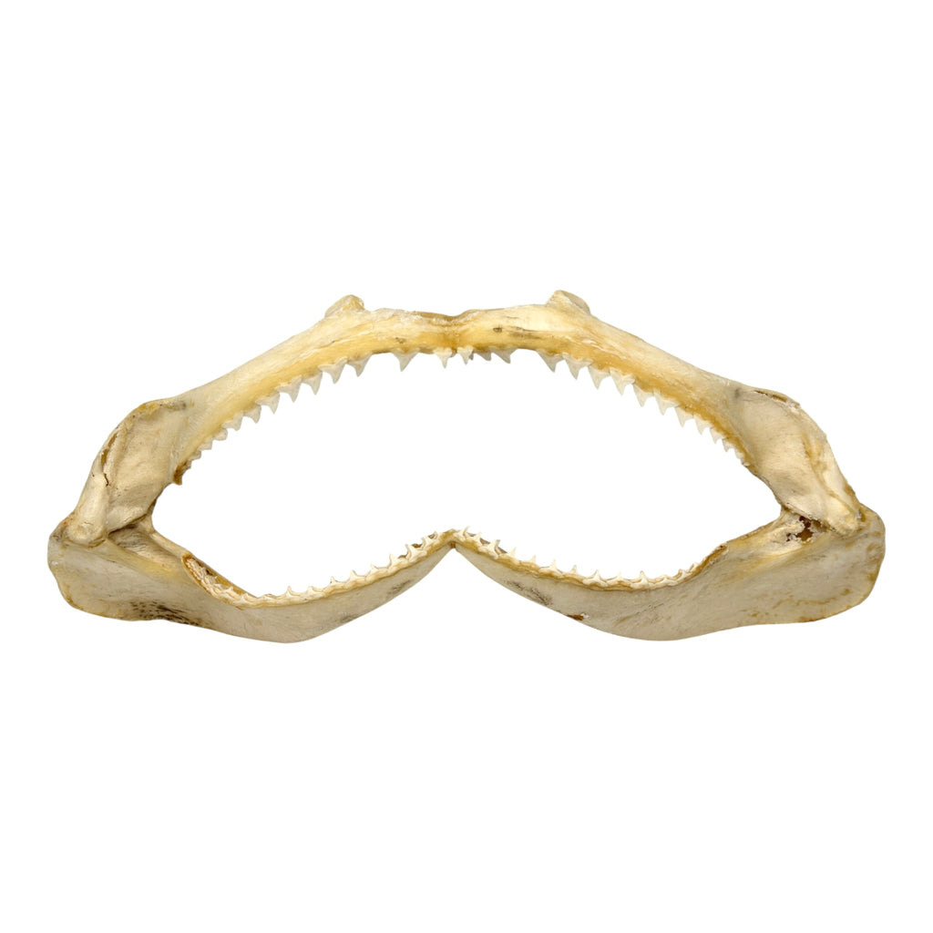 Shark Jaw (Silky Shark, 15.5")