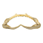 Shark Jaw (Silky Shark, 15.5")