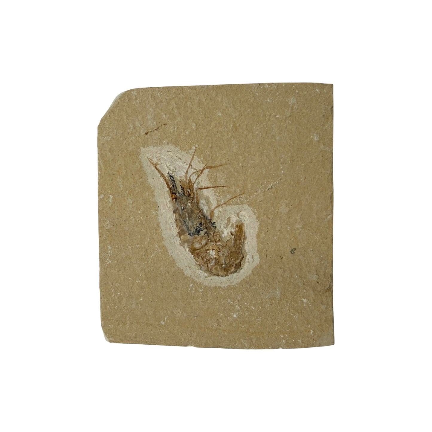 Fossil Shrimp (Carpopenaeus)