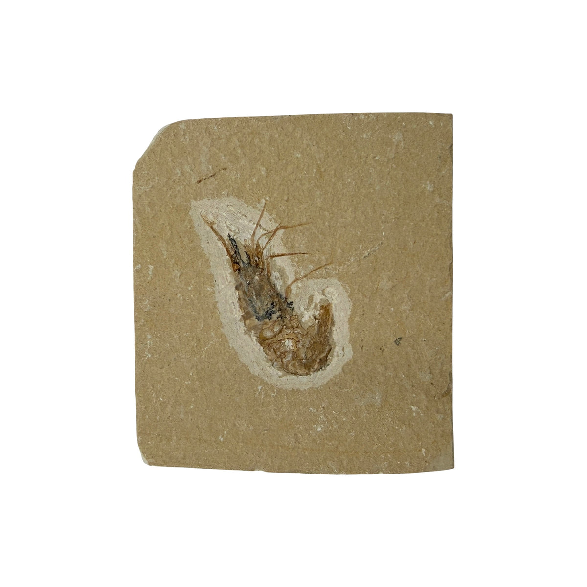 Fossil Shrimp (Carpopenaeus)