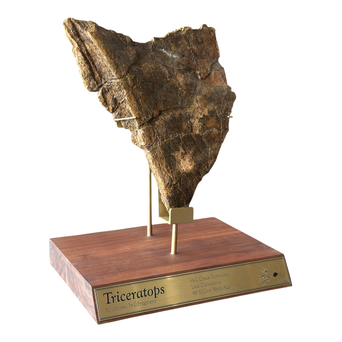 Triceratops Frill + Stand