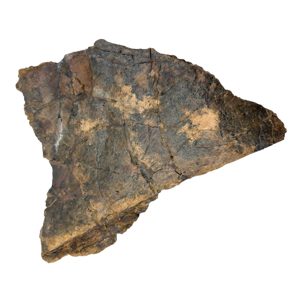 Triceratops Frill + Stand