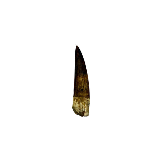 Fossilized Dinosaur Tooth (Restored Spinosaurus)