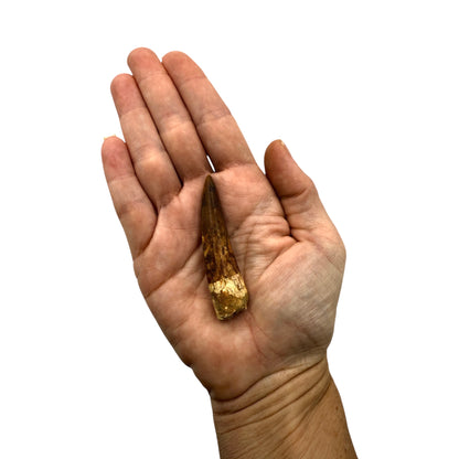 Fossilized Dinosaur Tooth (Restored Spinosaurus)