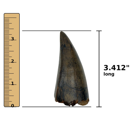 3.412" Tyrannosaurus rex (T-Rex) Tooth
