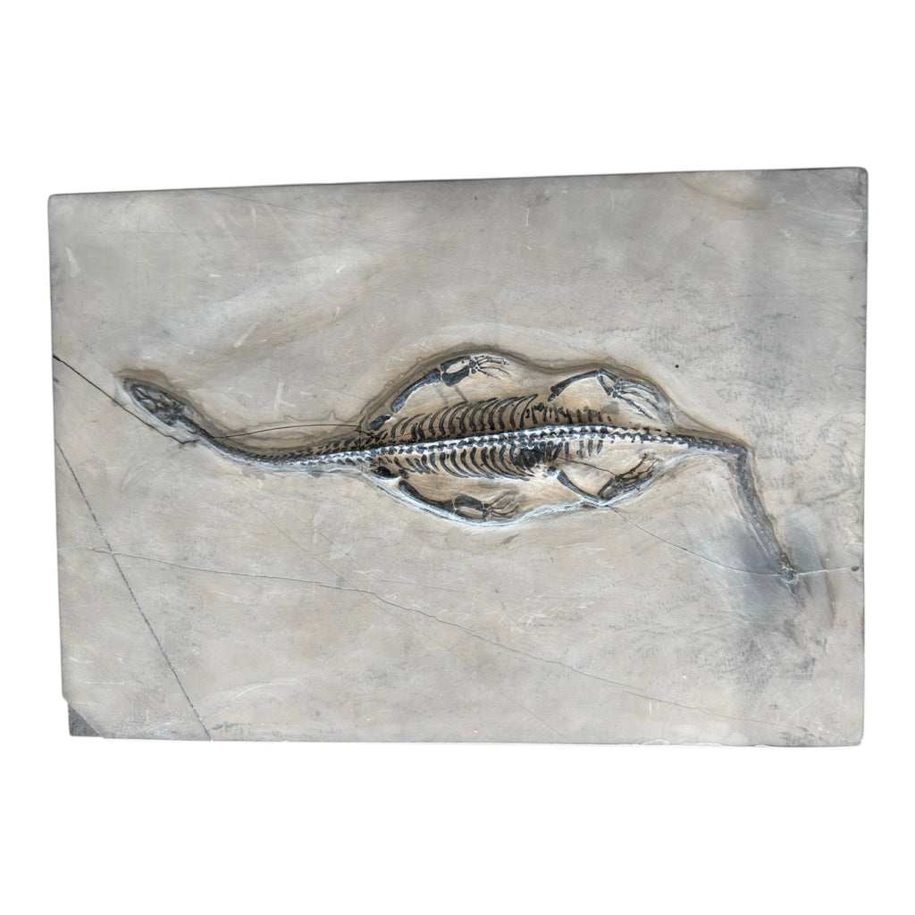 Keichousaurus Fossil