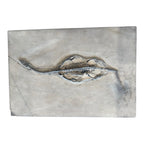 Keichousaurus Fossil