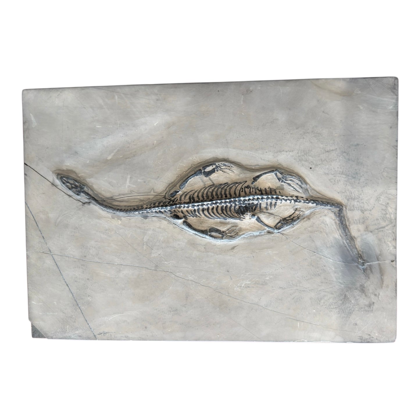 Keichousaurus Fossil
