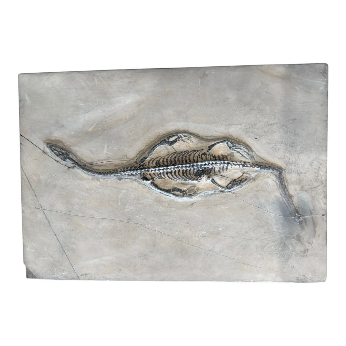 Keichousaurus Fossil