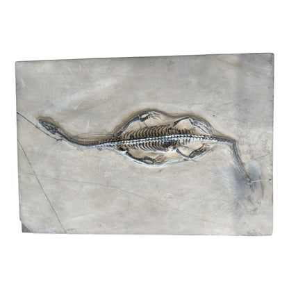 Keichousaurus Fossil