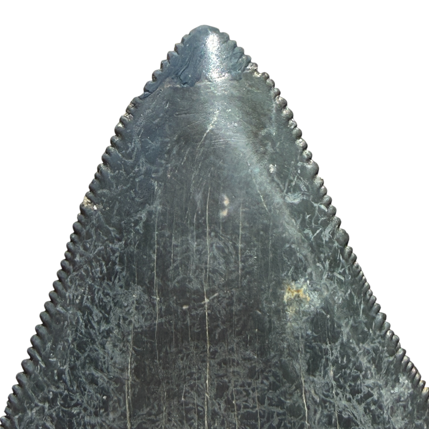 Fossil Shark Tooth (Megalodon Tooth, 2.25")
