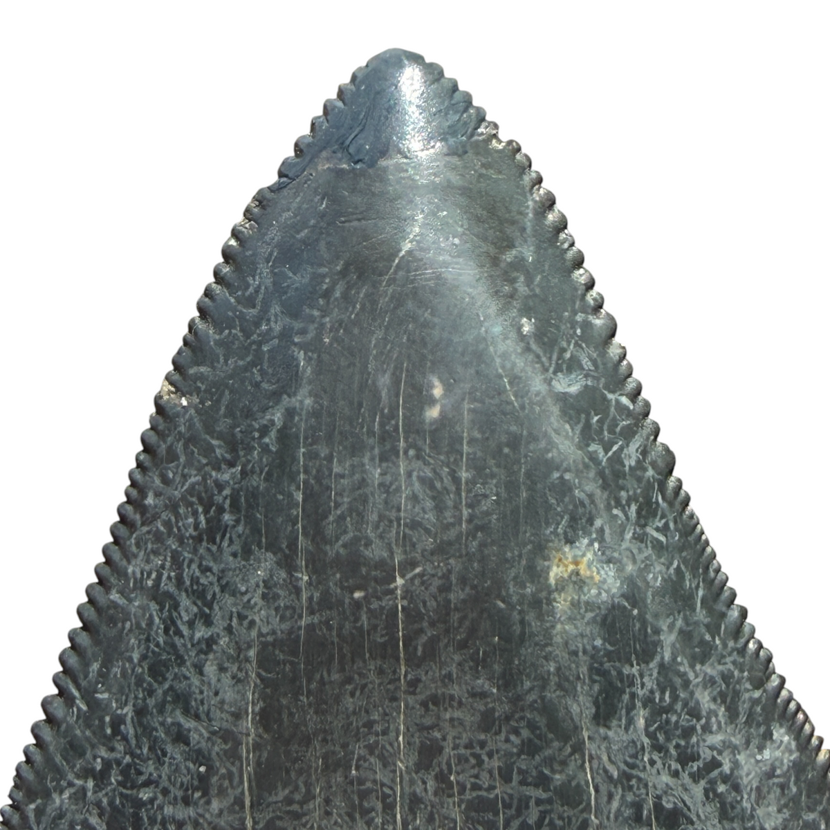 Fossil Shark Tooth (Megalodon Tooth, 2.25")