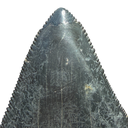 Fossil Shark Tooth (Megalodon Tooth, 2.25")