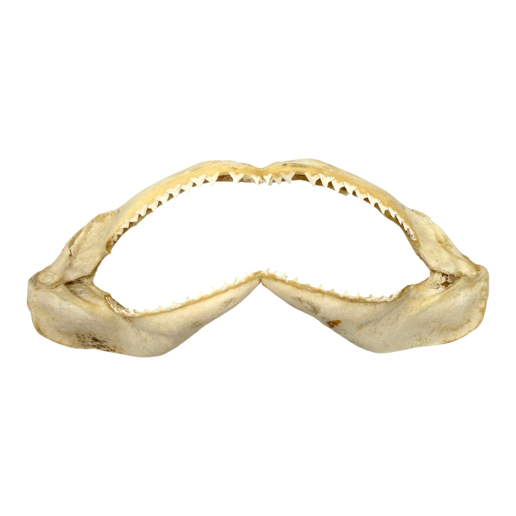 Shark Jaw (Silky Shark, 15.5")