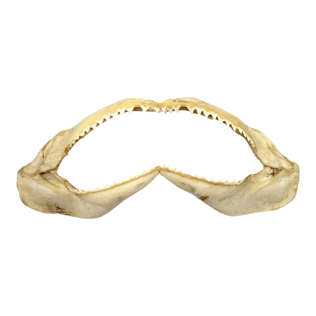 Shark Jaw (Silky Shark, 15.5")