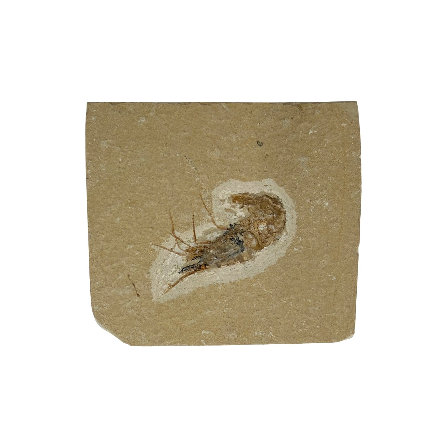 Fossil Shrimp (Carpopenaeus)