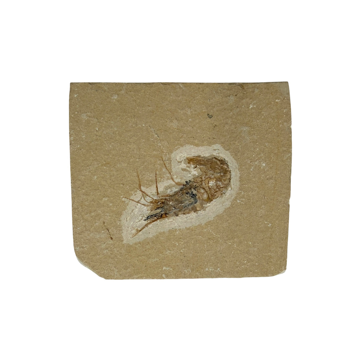 Fossil Shrimp (Carpopenaeus)