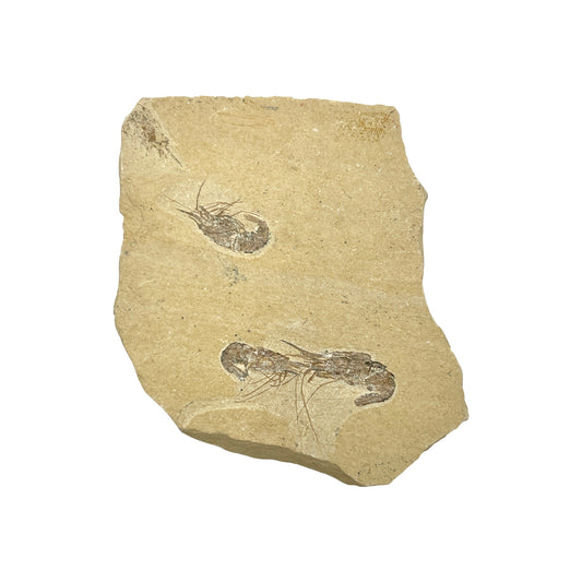 Fossil Shrimp (3 Carpopenaeus)