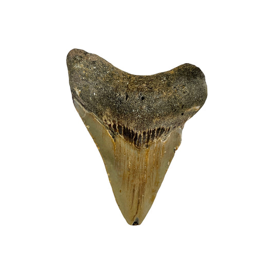 Fossil Shark Tooth (Megalodon Tooth, 3")