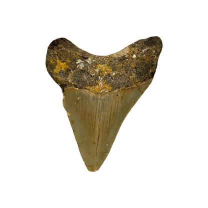 Fossil Shark Tooth (Megalodon Tooth, 3")