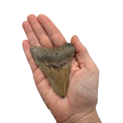 Fossil Shark Tooth (Megalodon Tooth, 3")