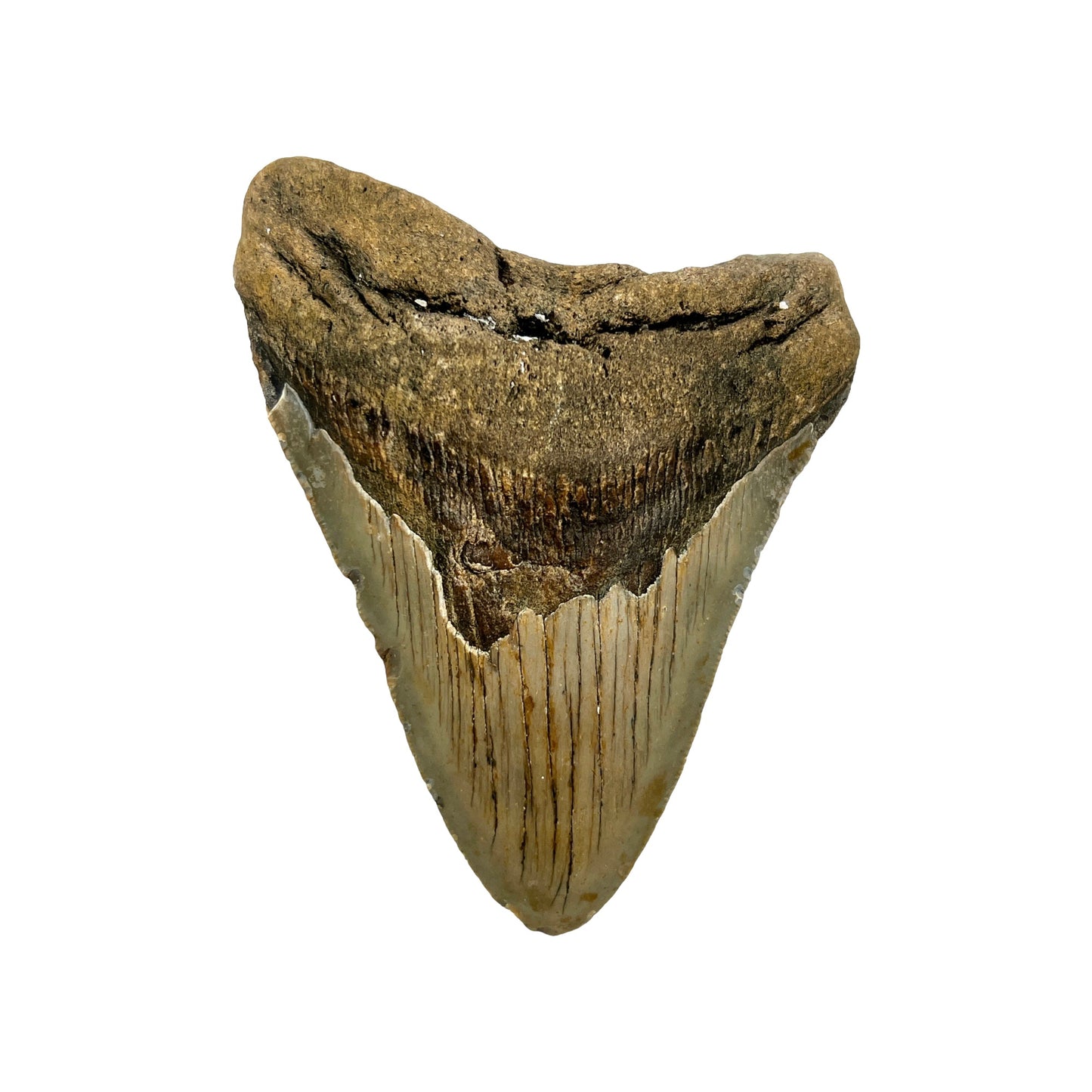 Fossil Shark Tooth (Megalodon Tooth, 4.5")