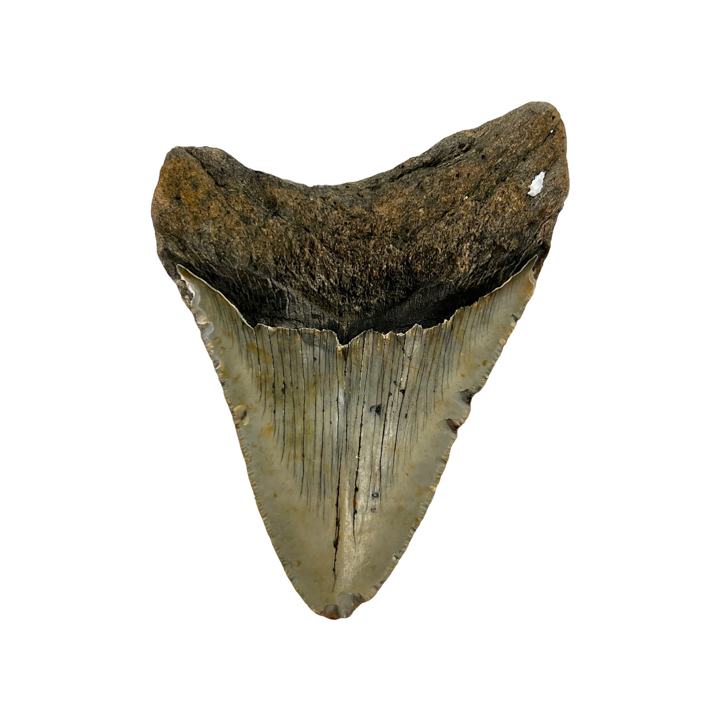 Fossil Shark Tooth (Megalodon Tooth, 4.5")