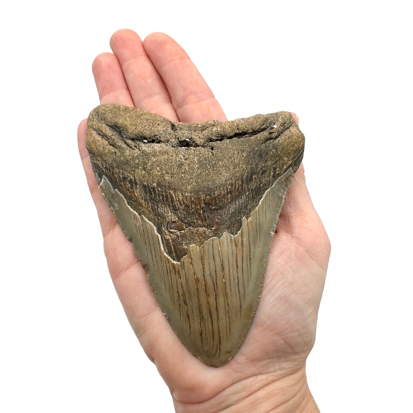 Fossil Shark Tooth (Megalodon Tooth, 4.5")