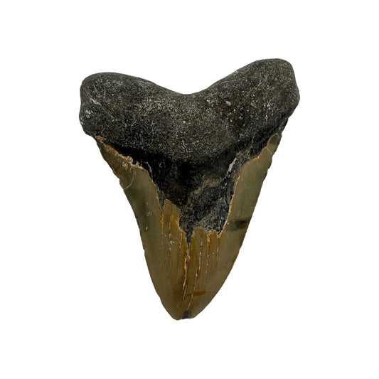 Fossil Shark Tooth (Megalodon Tooth, 4.5")