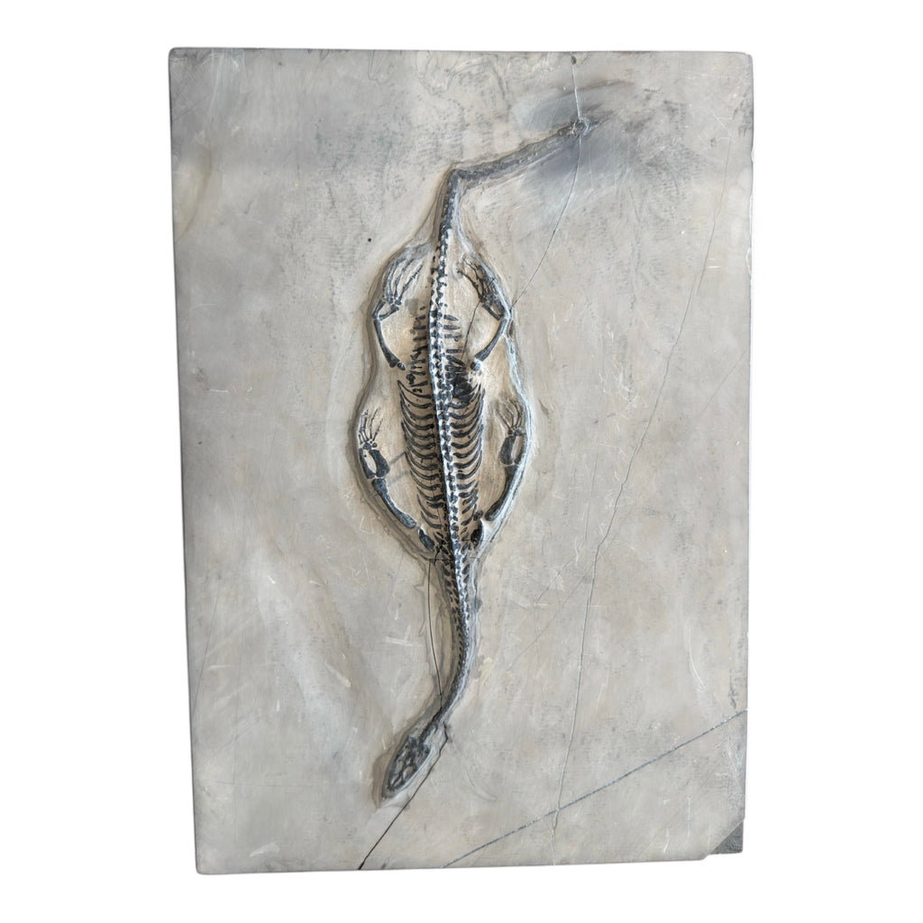 Keichousaurus Fossil