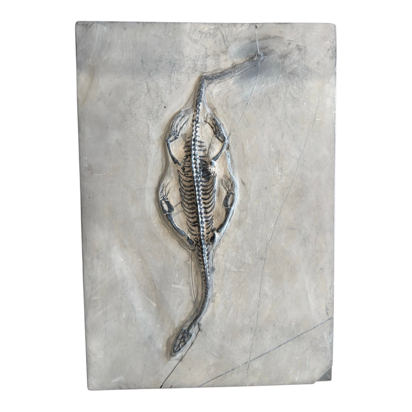 Keichousaurus Fossil