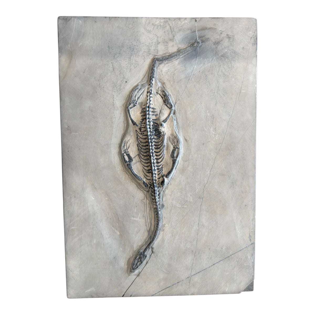 Keichousaurus Fossil