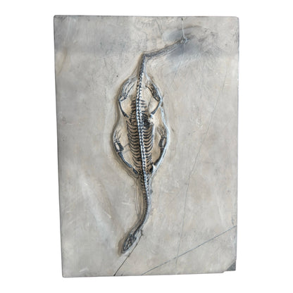 Keichousaurus Fossil