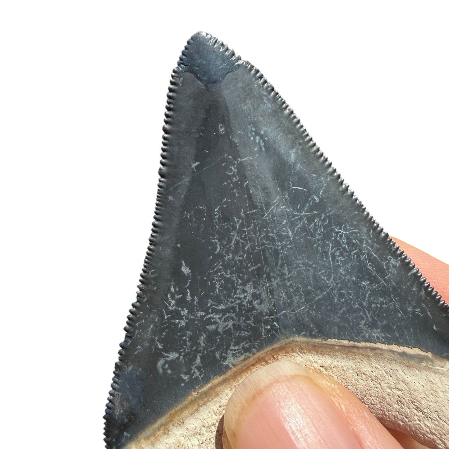 Fossil Shark Tooth (Megalodon Tooth, 2.25")