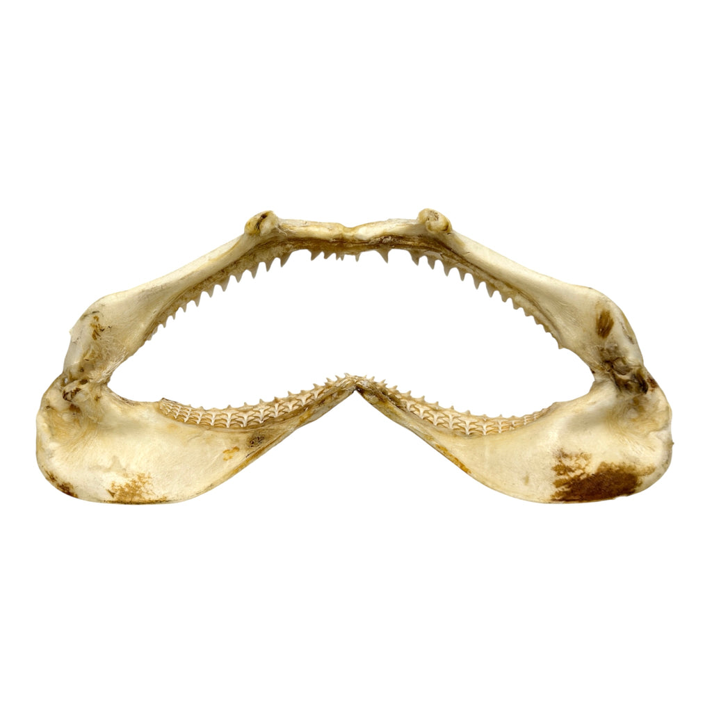 Shark Jaw (Silky Shark, 15.5")