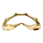 Shark Jaw (Silky Shark, 15.5")